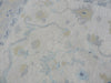 Archie 8 x 10 (in stock) - Milagro Collective